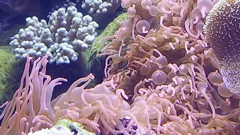 Underwater Video Video stock 253221189