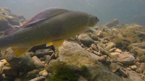 Underwater video of Grailing (thymallus thymallus) Stock-Footage 123278239