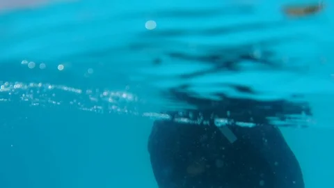 Underwater video of the hat in the pool Stock Footage 113231599