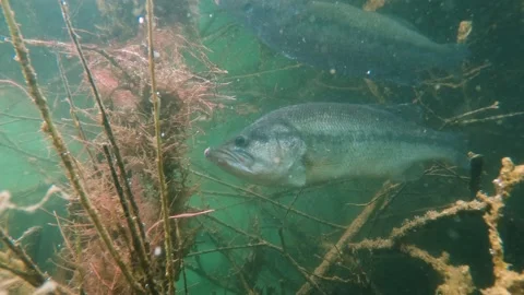 Underwater video Largemouth bass (Micropterus salmoides) 動画素材 141052053