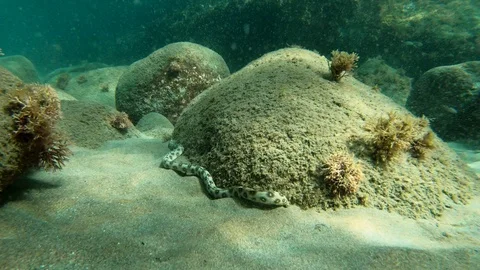 Underwater video of a Morae Eel in the tropical Caribbean Sea Stock Footage 100190436