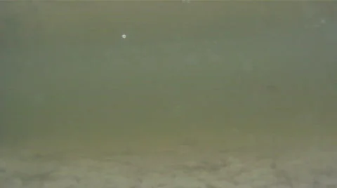 Underwater Video In The Ocean Stock Footage 771078