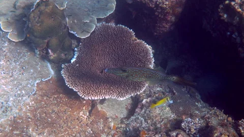 Underwater video of pair of scrawled filefish or aluterus scriptus in Gulf of Stock-Footage 200772967