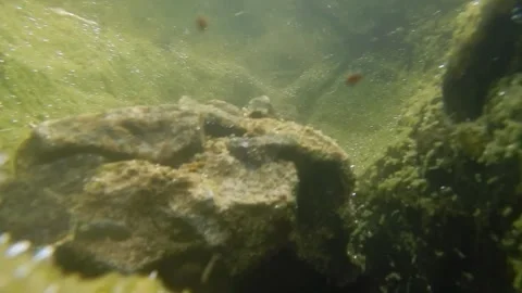 Underwater video shoot. Stock Footage 245201810