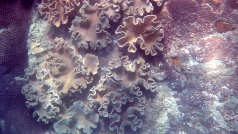 Underwater video of small school of fish swimming among coral reefs Stock Footage 233244957