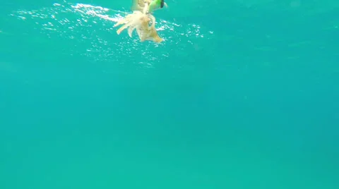 Underwater video of Squid jiging 스톡 동영상 37628146