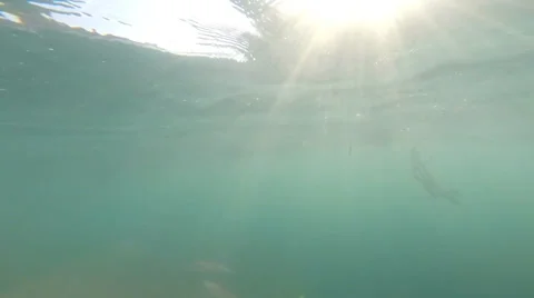 Underwater video of Squid jiging 스톡 동영상 37628535