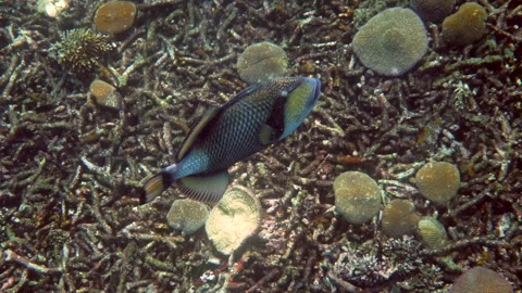 Underwater video of Titan Triggerfish or Balistoides viridescens in Gulf of 库存影片 195334342