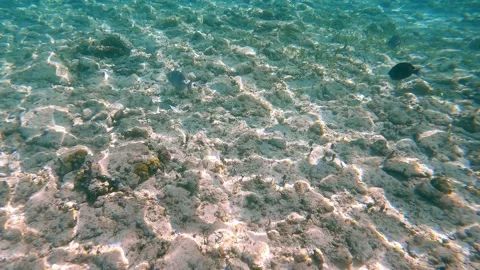 An underwater video of a Trigger fish in the Bahamas Stock Footage 167106923