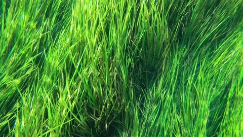 Underwater video of waving grass. Stock Footage 138599384