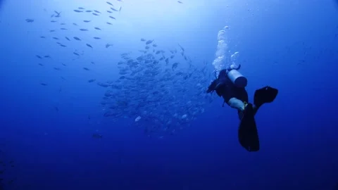 Underwater Videographer || Camera operator capturing schooling Jacks Video stock 149964732