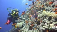 Underwater Videographer, Shooting Imperial Angel Fish. Stock Footage