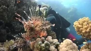 Underwater Videographer, Shooting Lionfish. Diving In The Red Sea Near Egypt. Stock Footage