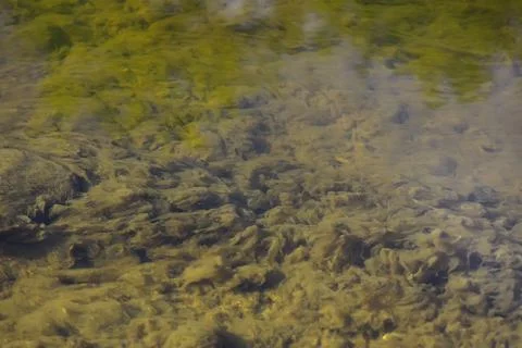 Underwater View of Algae in Clear Water of a Natural Pond Stock Photos