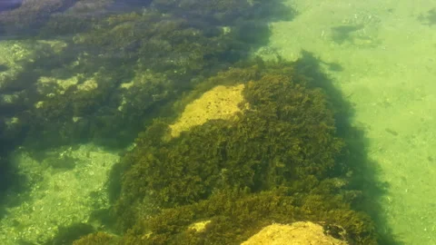 Underwater View of Algae-Covered Rocks Stock Footage 277756036