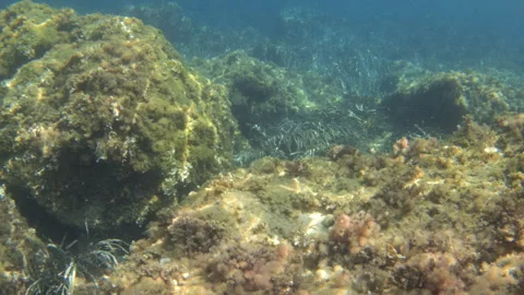 Underwater view of algae covered rocks beside a seagrass meadow, Golfe-Juan, Stock Footage 344829378