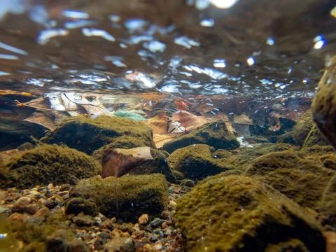 Underwater view of algae on river rocks leaves dynamic flowing water Stock Photos