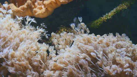 Underwater view at anemone Stock Footage 77640947