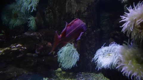 Underwater view of an animal Stock Footage 155403207