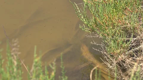 Underwater View of Aquatic Plant Stems in Maristany Lagoon, Mallorca Stock Footage 340589662