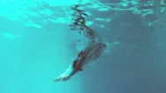 Underwater View Of Athletic Man Diving In The Swimming Pool Stock Footage