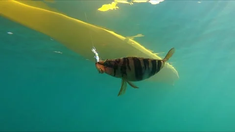 Underwater view of a baca fish hooked to a lure Stock Footage 136091309