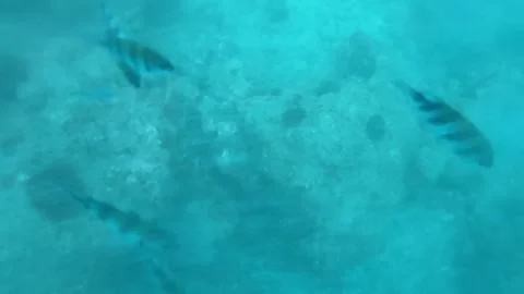 Underwater View for Background Stock Footage 311353723