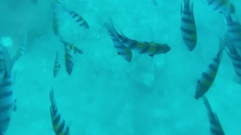 Underwater View for Background Stock Footage 311353740