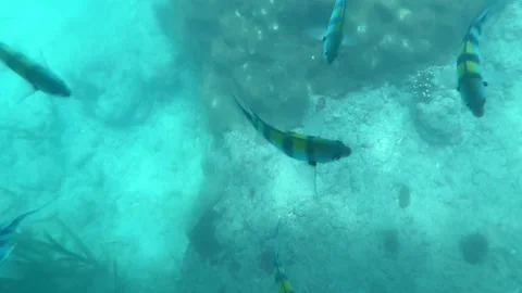 Underwater View for Background Stock Footage 311353754