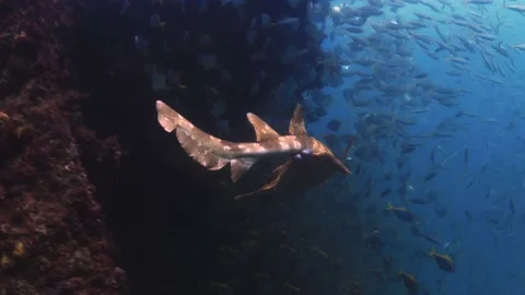 Underwater view behind exotic spotted wobbegong shark swimming on ocean 스톡 동영상 138562947