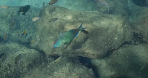 Underwater view of blue and orange parrotfish swimming along tropical 스톡 동영상 262464285