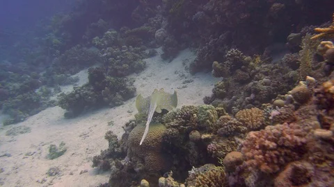 Underwater View Blue Dot Ray Swimming Red Sea Egypt Video stock 101645197