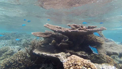 Underwater view of blue fish amongst the Coral in Samoa Stock Footage 131792076