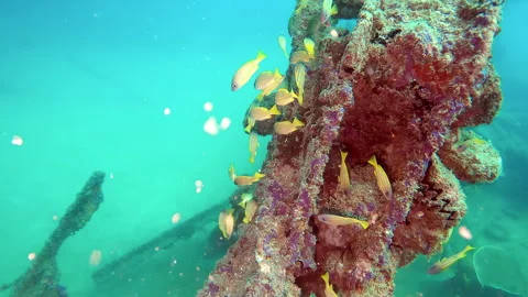 Underwater view of blue lined snapper swim slowly around roasted bulk Stock Footage 254205633