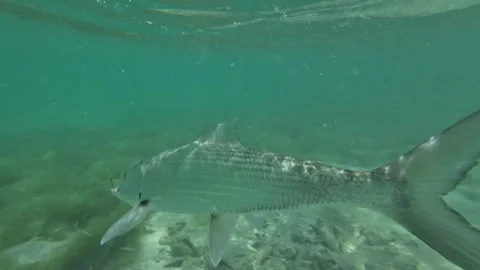 Underwater view of a bonefish fighting near the water surface, close-up Stock Footage 279464177