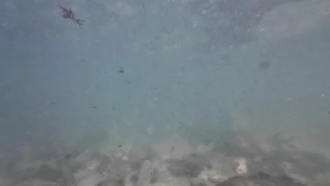 Underwater view of bonefish remains on the Caribbean seabed, marine feeding Stock Footage 346746649
