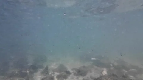 Underwater View of Bonefish Swimming in Murky Caribbean Sea Water. Tropical Stock Footage 345926556