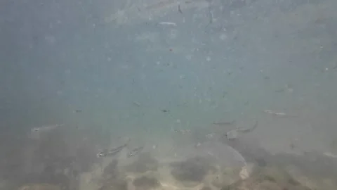 Underwater View of Bonefishes and Pelagic Species Foraging on Seabed Stock Footage 345978189