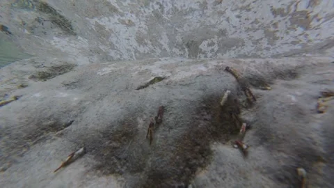Underwater View of Caddisfly Larvae Moving Across Rocky Riverbed Stock Footage 340846607