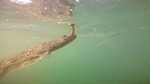 Underwater view of a California halibut caught by a fisherman Stock Footage 300856135