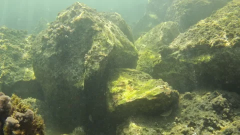 Underwater view capturing the rocky seabed covered in algae, with sunlight Stock Footage 343249001