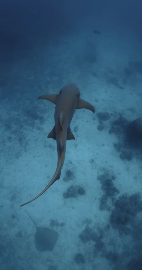 Underwater view of cat shark in blue tropical sea. Slow motion, vertical footage Stock Footage 276233905