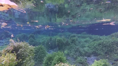 Underwater view of a clear river with floating leaves Stock Footage 323217340