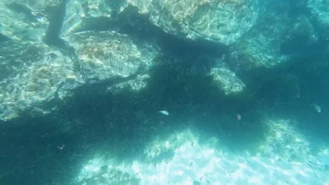 Underwater view of clear shallow water with rocky seabed and fish swimming near Stock Footage 330803762