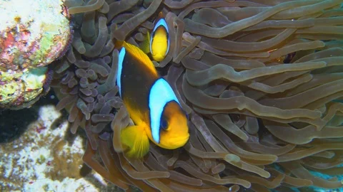 Underwater View Clown Fish On Anemone Red Sea Egypt Stock Footage 101644839