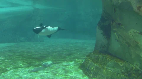 Underwater View of Commerson's Dolphins Next to Waterslide Stock Footage 25915487