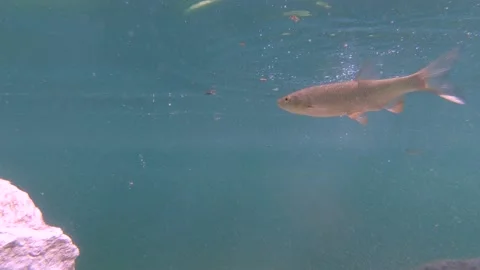 Underwater view of common chub or European chub school of fish swim Stock Footage 135174878