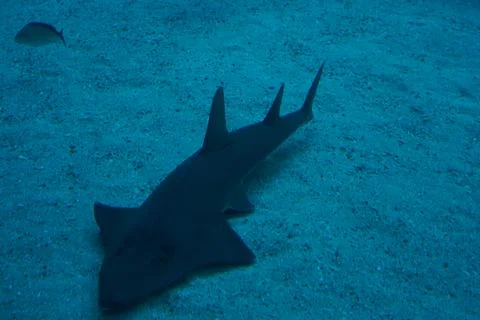Underwater view of a Common Guitarfish on the seabed Stock Photos