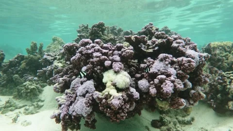 Underwater view of coral and small fish Vídeo Stock 307365895
