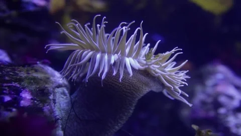 Underwater view of a coral Video stock 155357364
